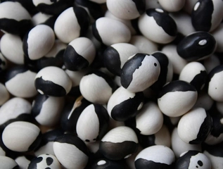 Bakla Çeşitleri Nelerdir?